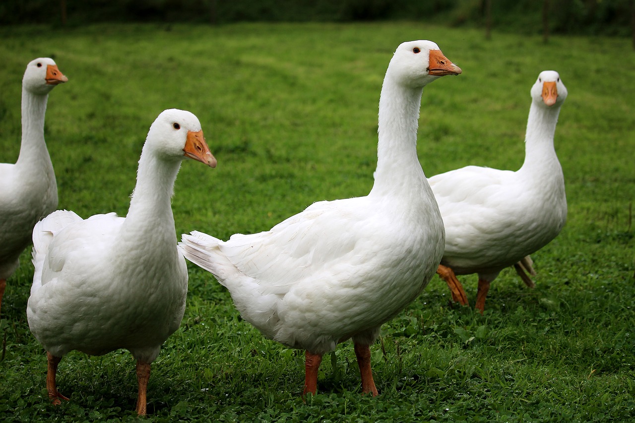 Серые и белые китайские гуси. Как содержать и разводить породу?